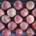 Top Quality of Fresh Qinguan Apple